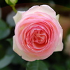 薔薇