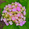 紫陽花