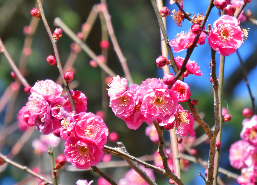 咲き乱れる紅梅