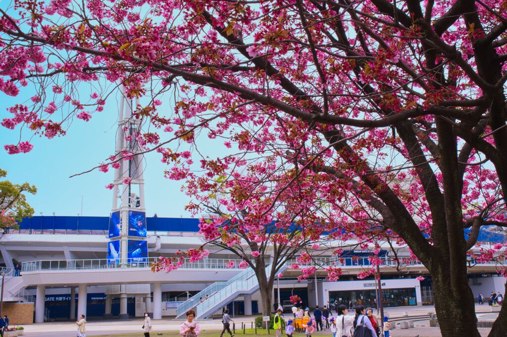 さくらと横浜スタジアム