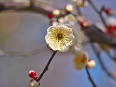梅～一人前