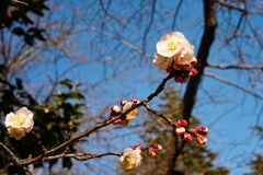 やっぱ ! 梅と青空