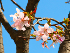 桜だより