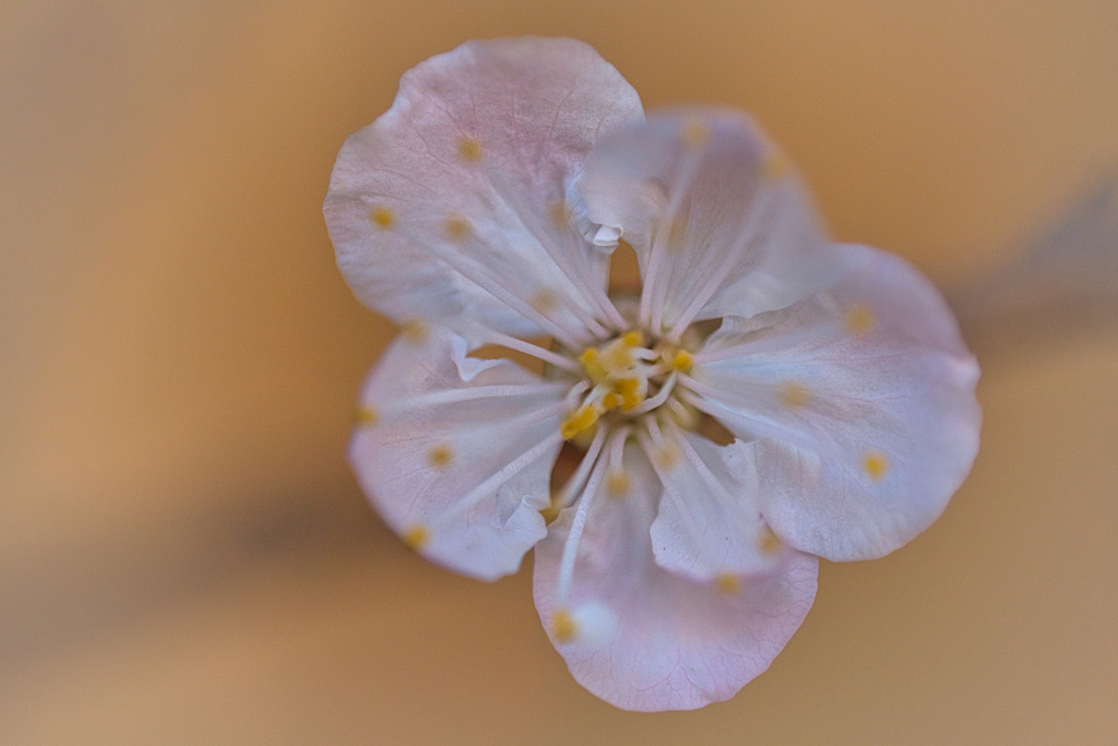 あんずの花