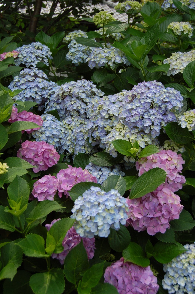 紫陽花のキャンバス