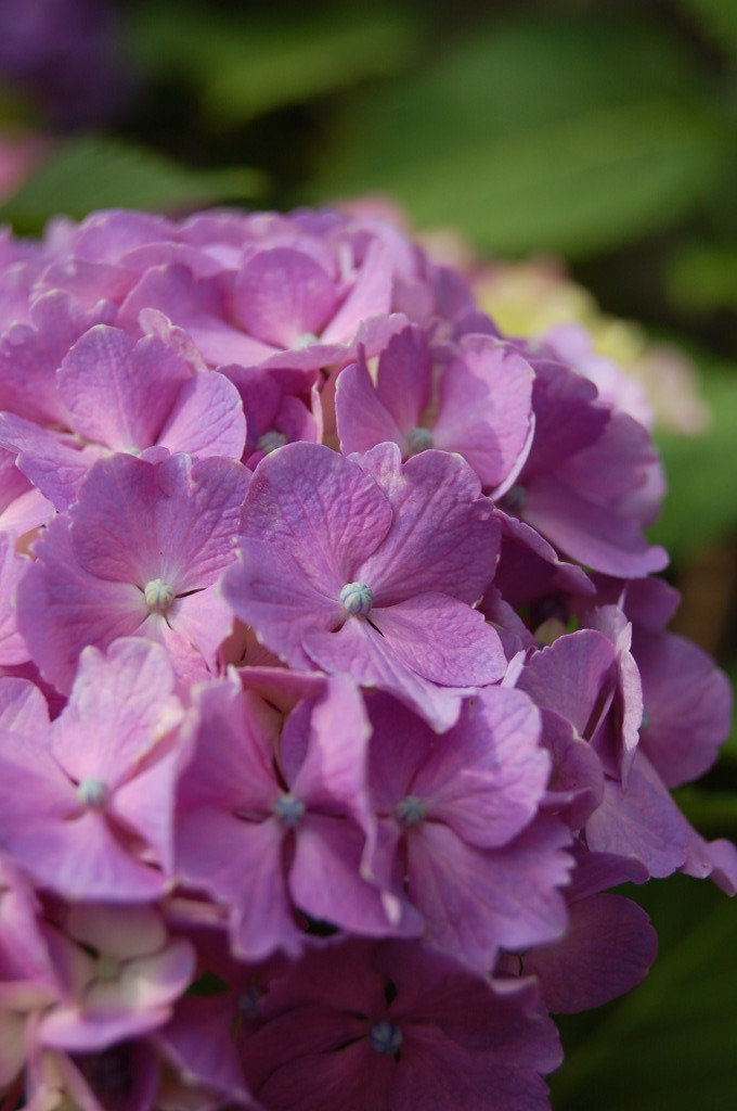 「紫」陽花