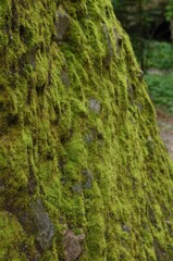 苔むした岩