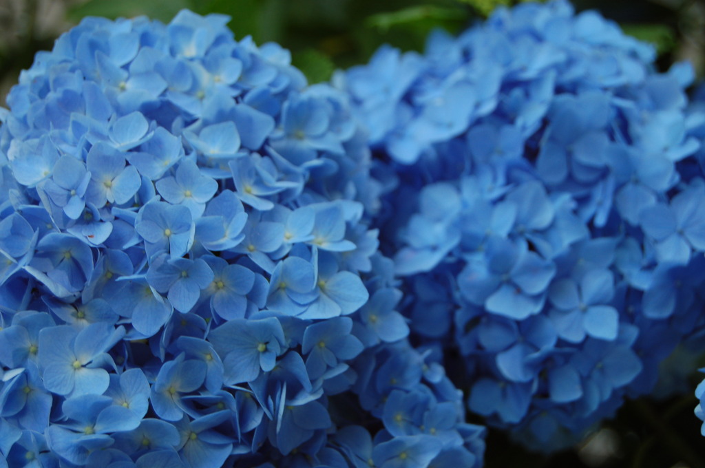 青紫陽花