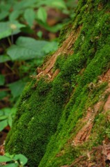 苔むした木