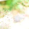名はあるが忘れた花