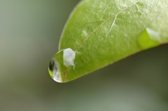 人身は受けがたし爪の上の土. 人身は持ちがたし草の上の露