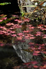 水面に浮かべし秋色の葉
