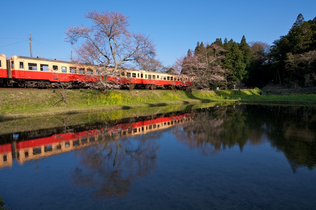 春既に訪れしともまだ咲かぬ桜