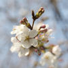 桜の花咲けりどもまだ蕾あり