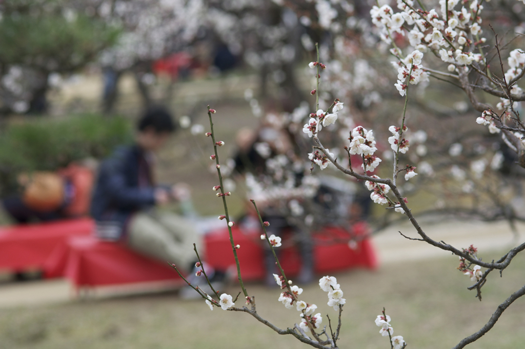 二人の間に蕾あり