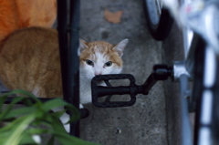 伊勢屋のトラ子