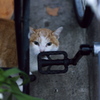 伊勢屋のトラ子
