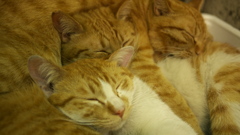歌舞伎町の3兄弟