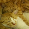 歌舞伎町の3兄弟