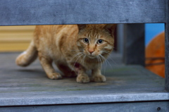 伊勢屋のトラ子をいじめる猫