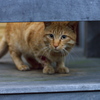 伊勢屋のトラ子をいじめる猫