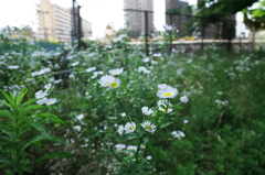 踏み切り