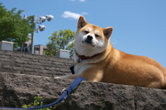越中島近辺