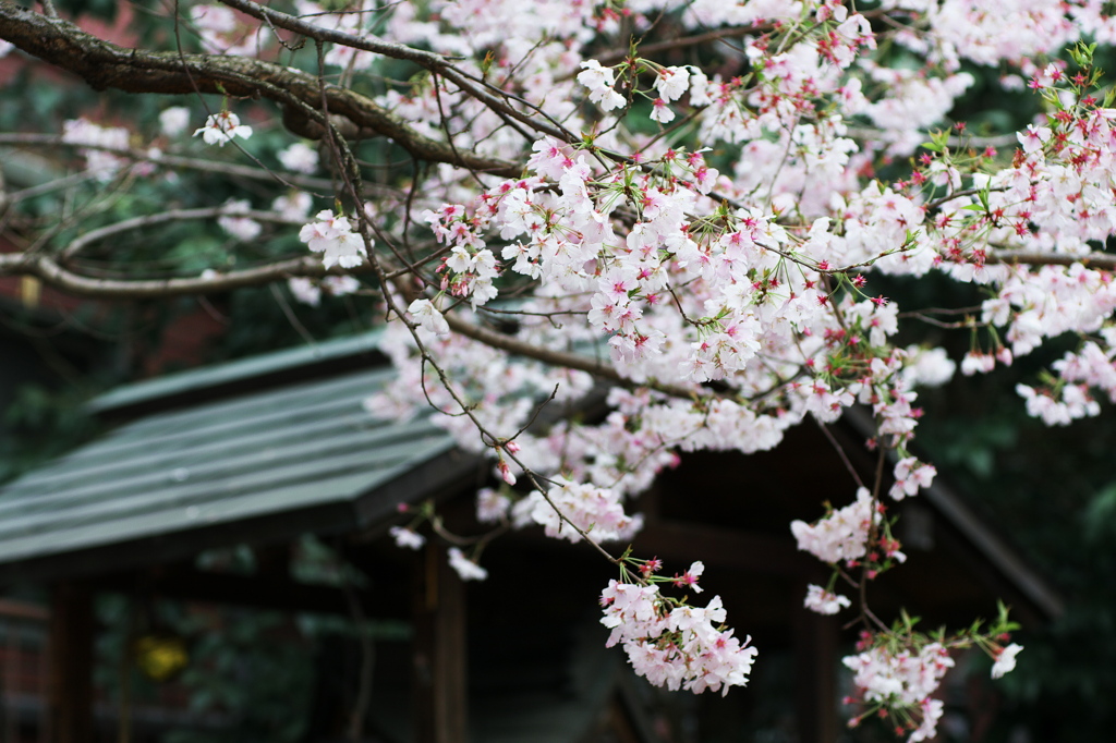 荒木町の神社