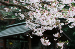 荒木町の神社