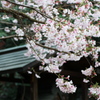 荒木町の神社