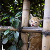 新宿3丁目の捨て猫