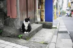 追いかけてたら諦めてポーズしてくれた猫（新宿）