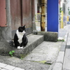 追いかけてたら諦めてポーズしてくれた猫（新宿）