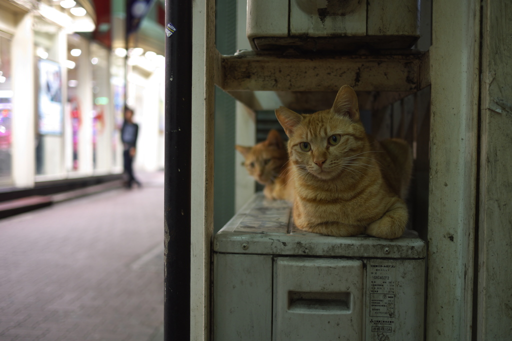 歌舞伎町の猫