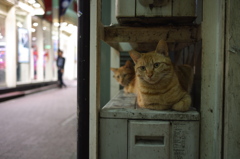 歌舞伎町の猫