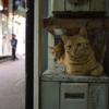 歌舞伎町の猫