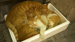 歌舞伎町の3兄弟