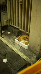 歌舞伎町の3兄弟