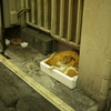 歌舞伎町の3兄弟