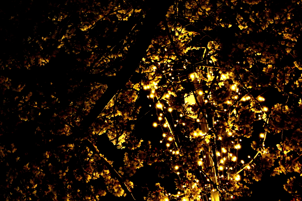 MM夜桜