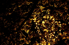 MM夜桜