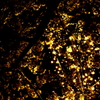 MM夜桜