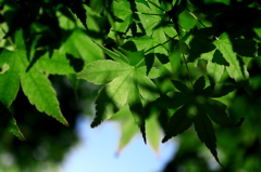 青々と緑