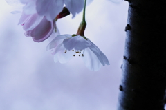 涙