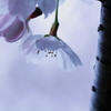 涙