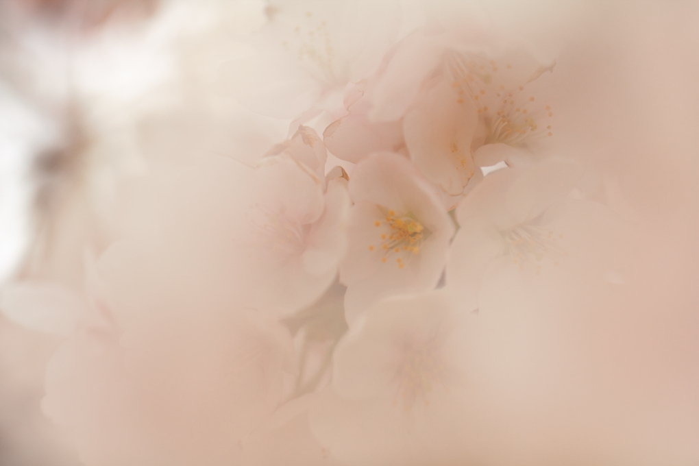 ふんわり