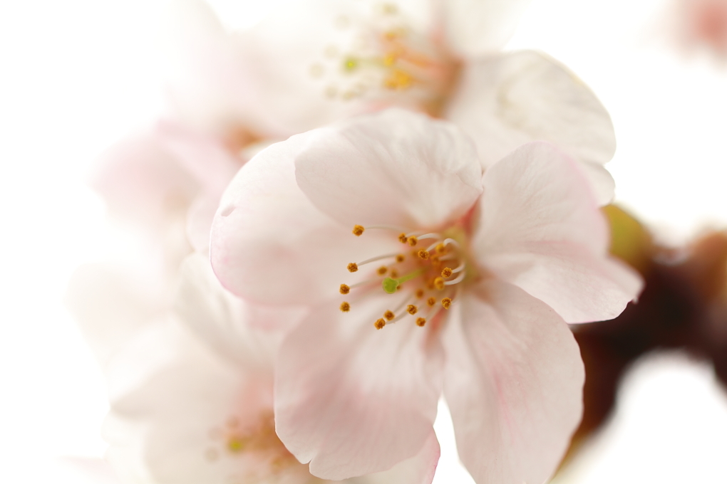桜色に染まって