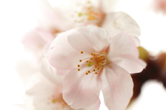 桜色に染まって