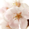 桜色に染まって