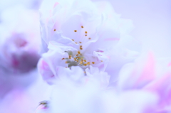 桃の花？